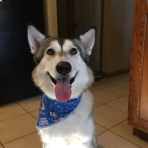 Dog bandanna. Detroit Lions, Mickey Mouse fabric